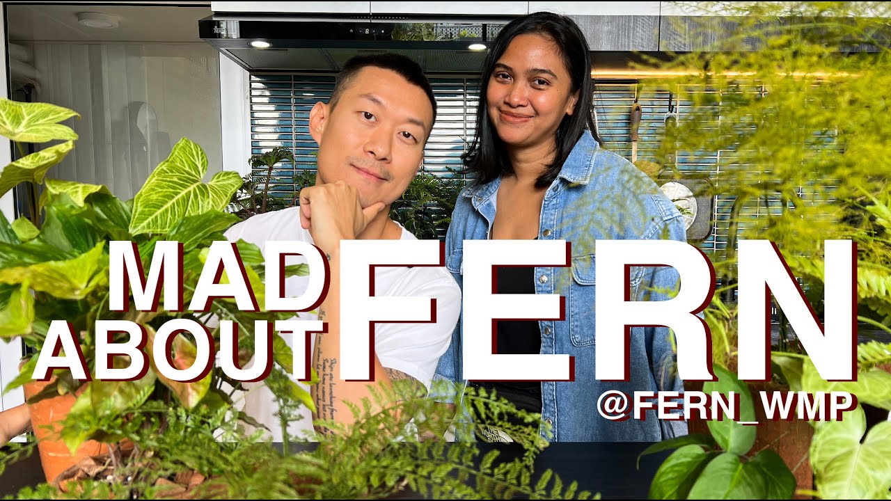 Mad about Fern - an introduction to ferns with Wina @fern_wmp