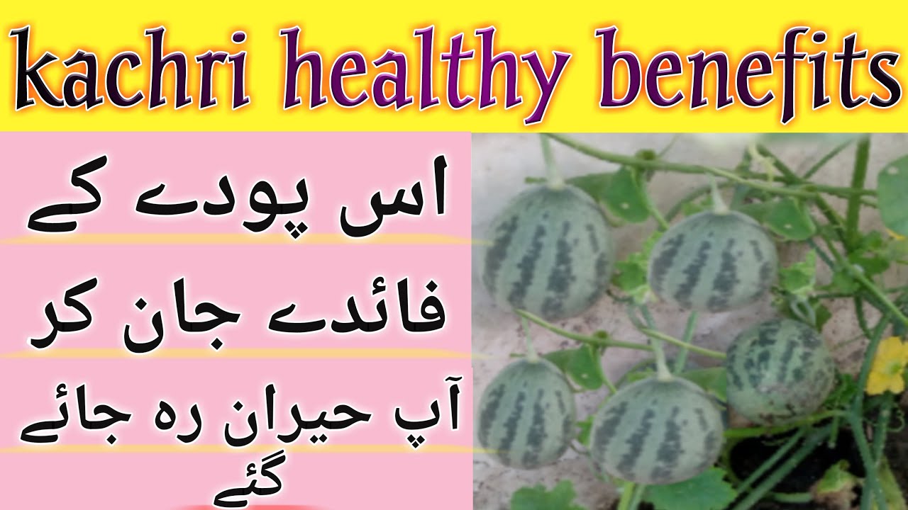 kachri (chibber) k fayde|health benefits kachri plant|kachri plant full information|urdu|hindi