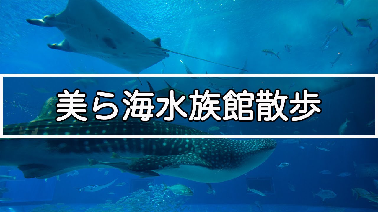 【沖縄 4K】美ら海水族館の散歩 Okinawa Churaumi Aquarium Walking Tour