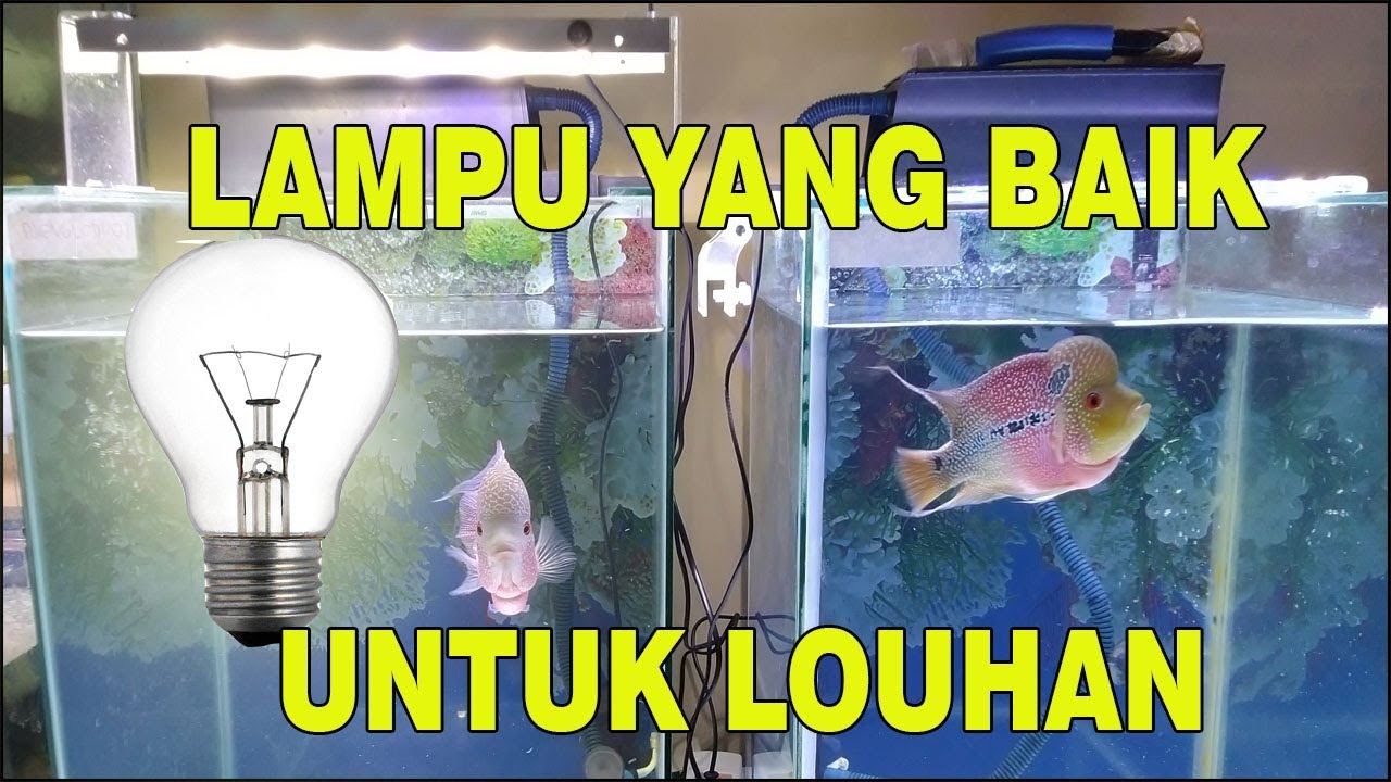 FUNGSI LAMPU UNTUK IKAN LOUHAN