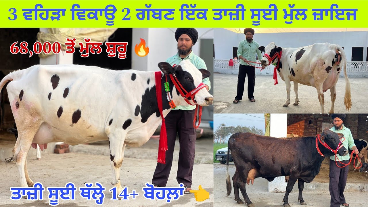 3 ਵਹਿੜਾ ਵਿਕਾਊ 2 ਗੱਬਣ ਇੱਕ ਤਾਜ਼ੀ ਸੂਈ 14+ ਬੋਹਲਾ ਤਿਆਰ/ ਪਿੰਡ ਠੱਠਾ/ ਪੱਟੀ/ ਤਰਨਤਾਰਨ 