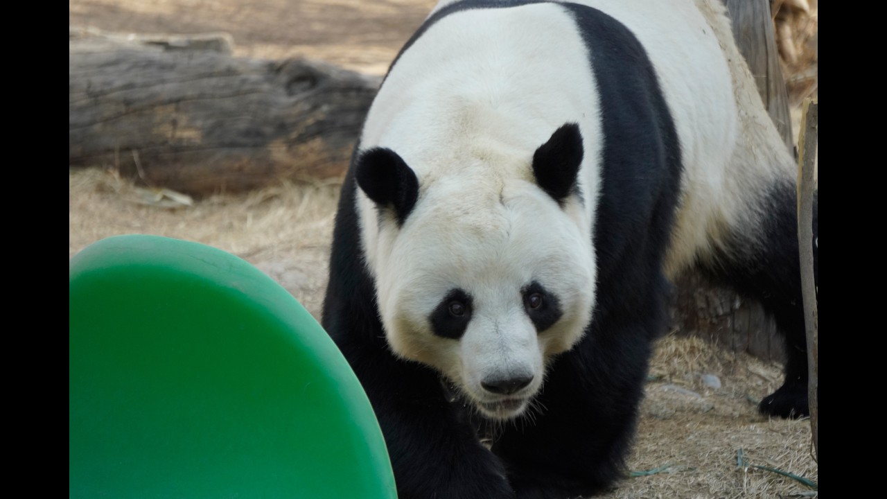 和兴 西宁熊猫馆 2026.1.8——后肢力量超强！！！