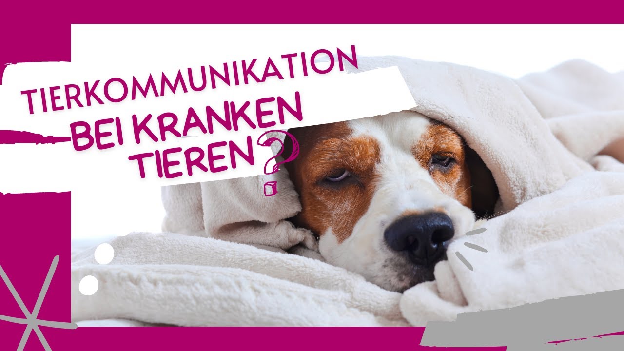 Online-Tiersprechstunde: Tierkommunikation bei kranken Tieren