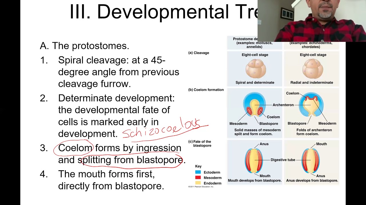 Protostomes and Deuterostomes