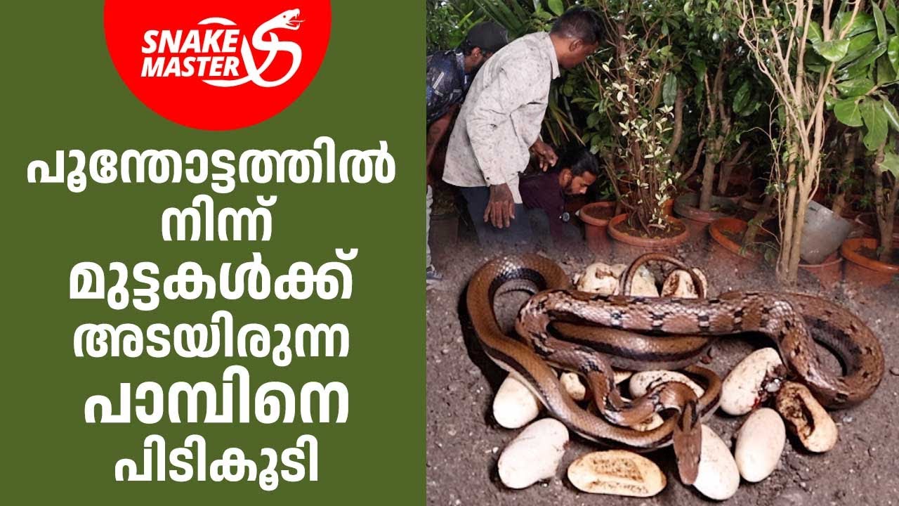 പാമ്പിനെ പിടി കൂടിയപ്പോൾ കിട്ടിയത് പതിമൂന്ന് മുട്ടകൾ | Vava Suresh | Snakemaster EP 1057