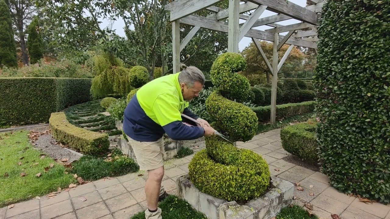 spiral #topiary