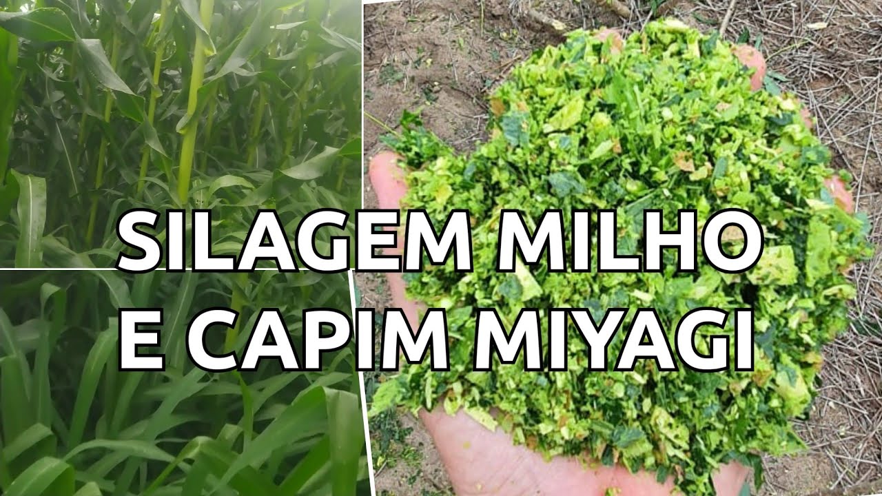 CONSÓRCIO MILHO E PANICUM