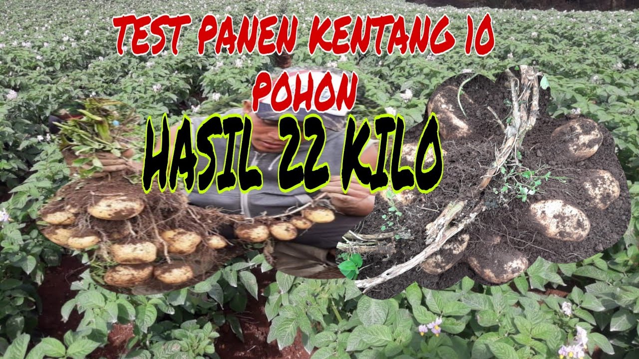 TEST PANEN KENTANG 10 POHON