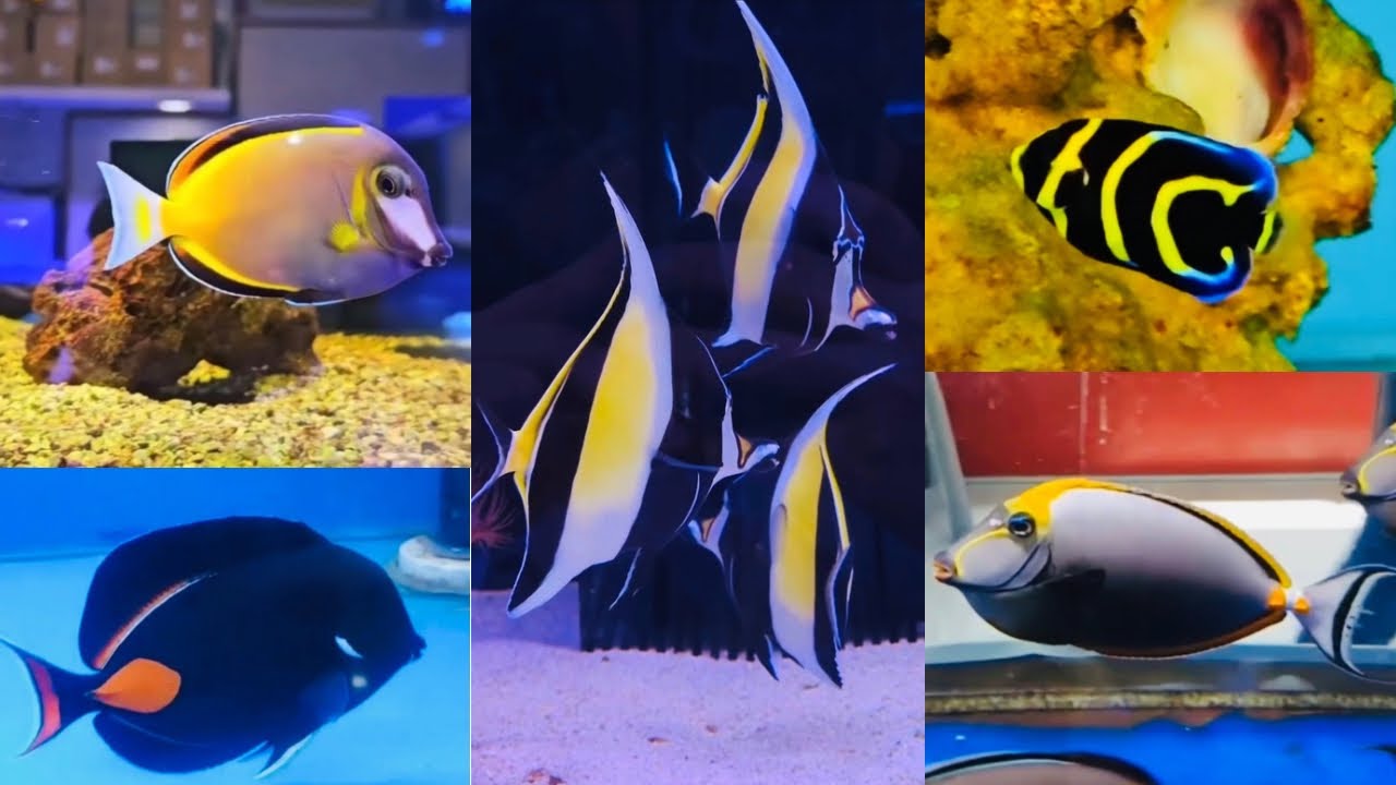 Saltwater Aquarium Life | Episode 9 of 16🐟🐠❤️#aquarium #fish