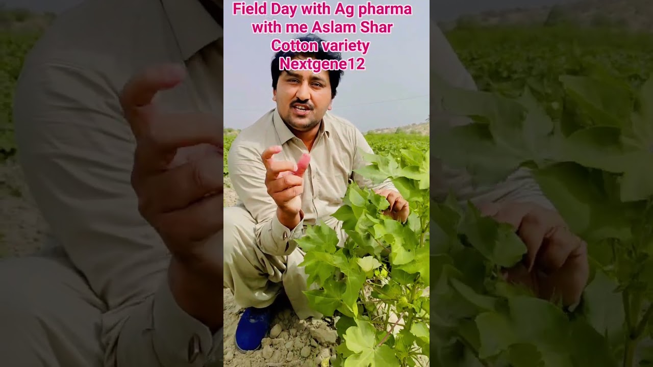 Advance cotton variety Next gene12