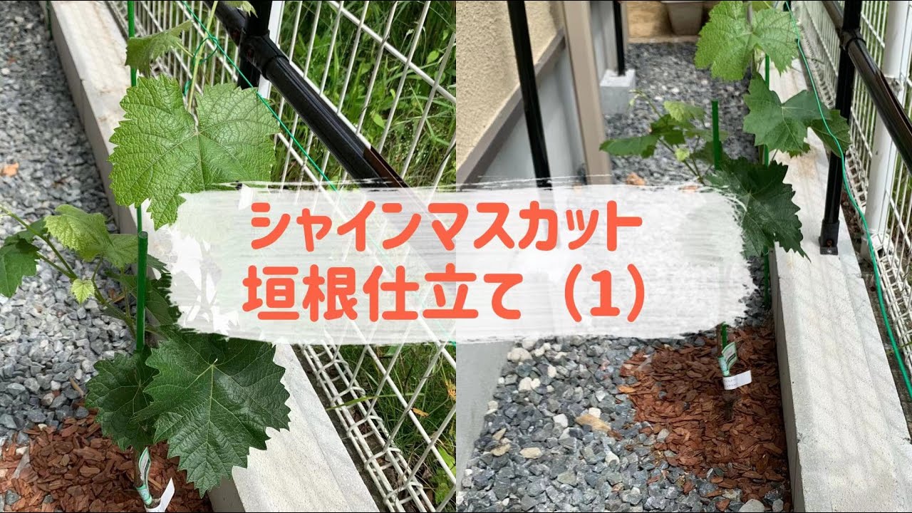 シャインマスカット 垣根仕立て(1)