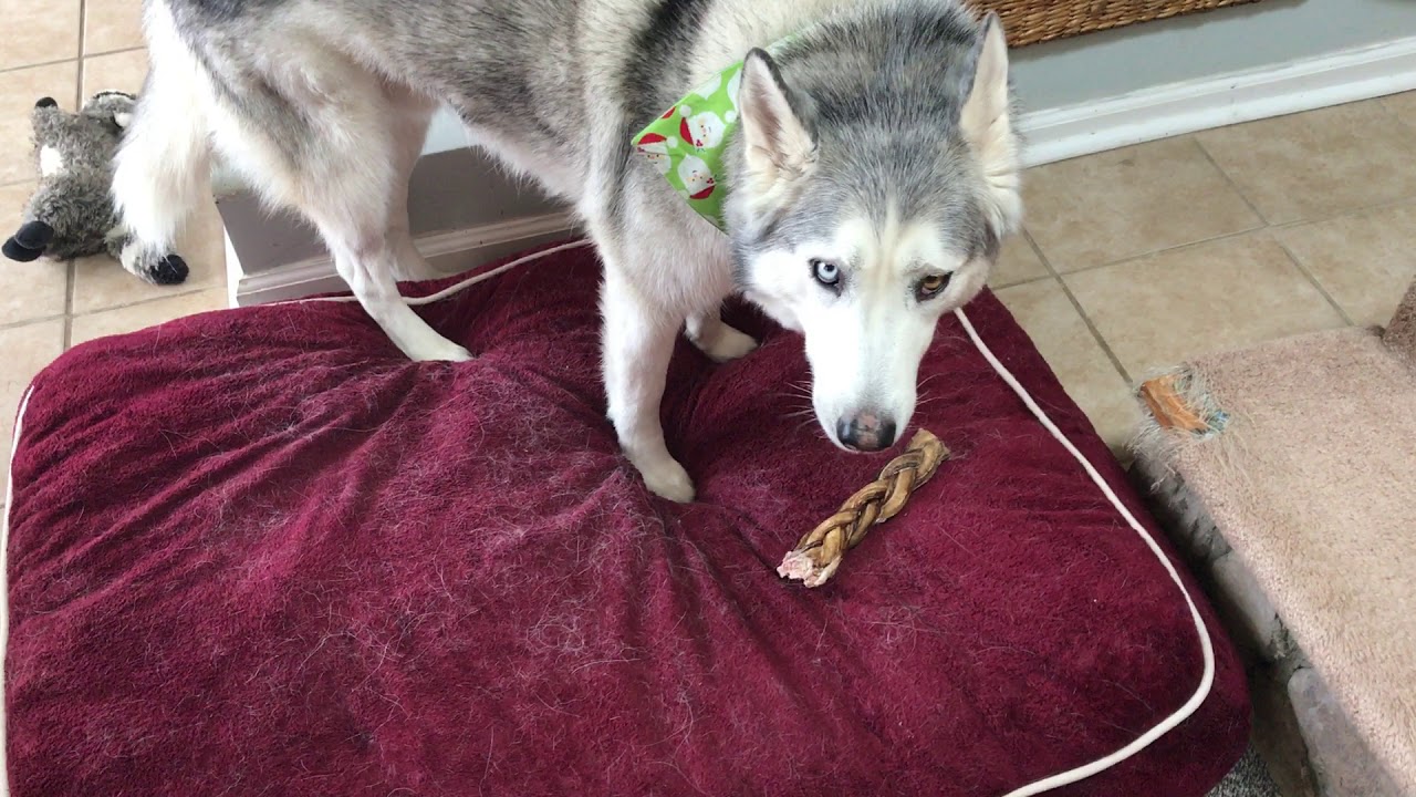 Whining Husky wants to Bury treat outside