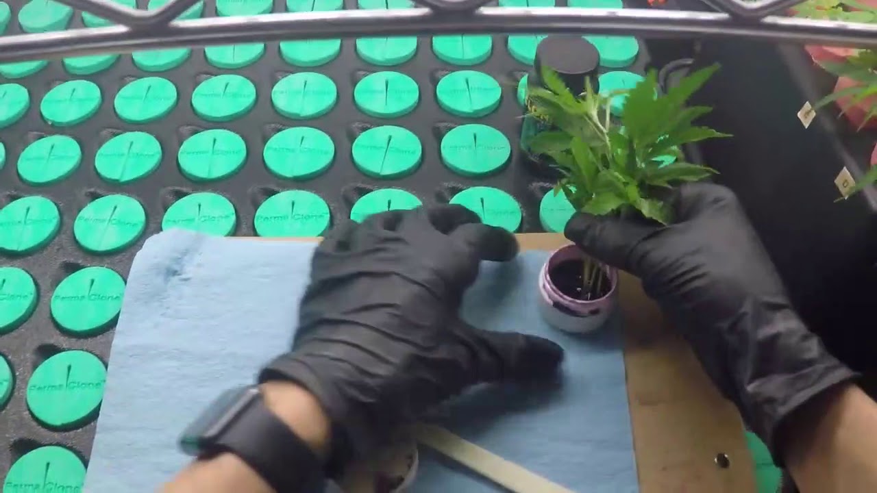 Best Way To Clone Cannabis Plants