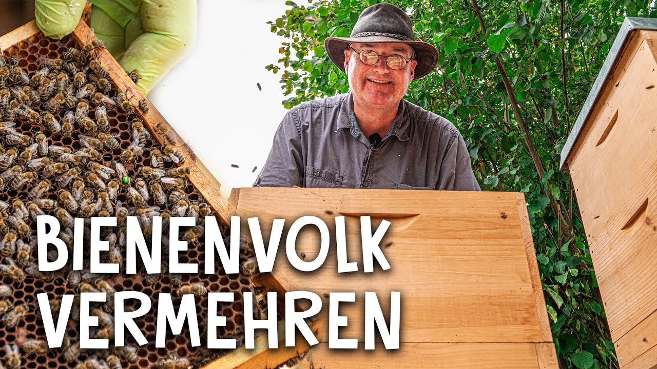 Bienenvolk vermehren! 🐝 -  so funktioniert das Prinzip 