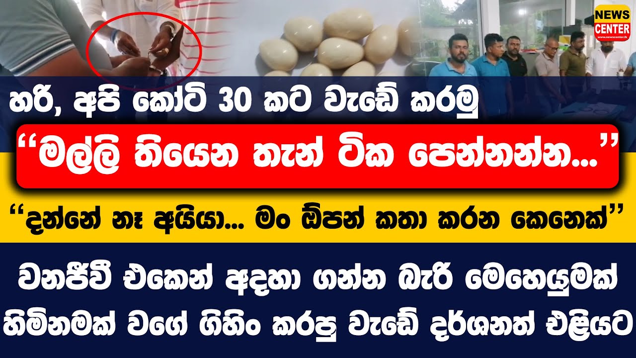 කෝටි 30 කට වැඩේ කරමු| වනජීවී එකෙන් අදහා ගන්න බැරි මෙහෙයුමක් | හිමිනමක් වගේ ගිහිං කරපු වැඩේ මෙන්න