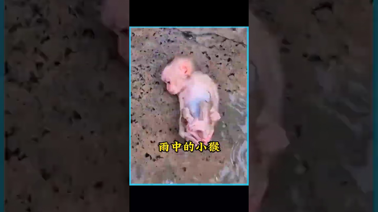 小姐姐在雨中捡到一只奄奄一息的小猴，长大后竟成为她的得力助手 #animals #pets