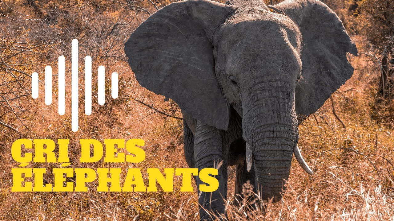 Le CRI de l' ELEPHANT ( ELEPHANT qui BARRIT )