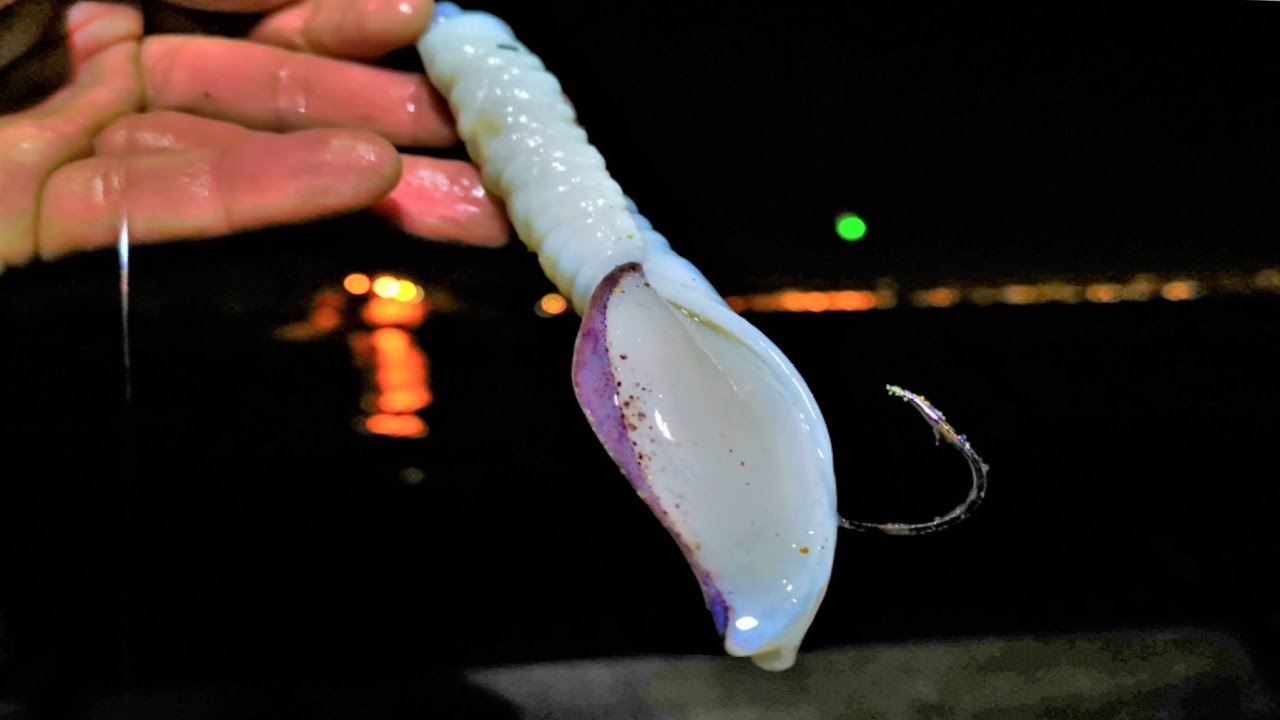 Pescaria a Corvina no Tejo SURFCASTING pesca em Portugal (2020) dourada robalo