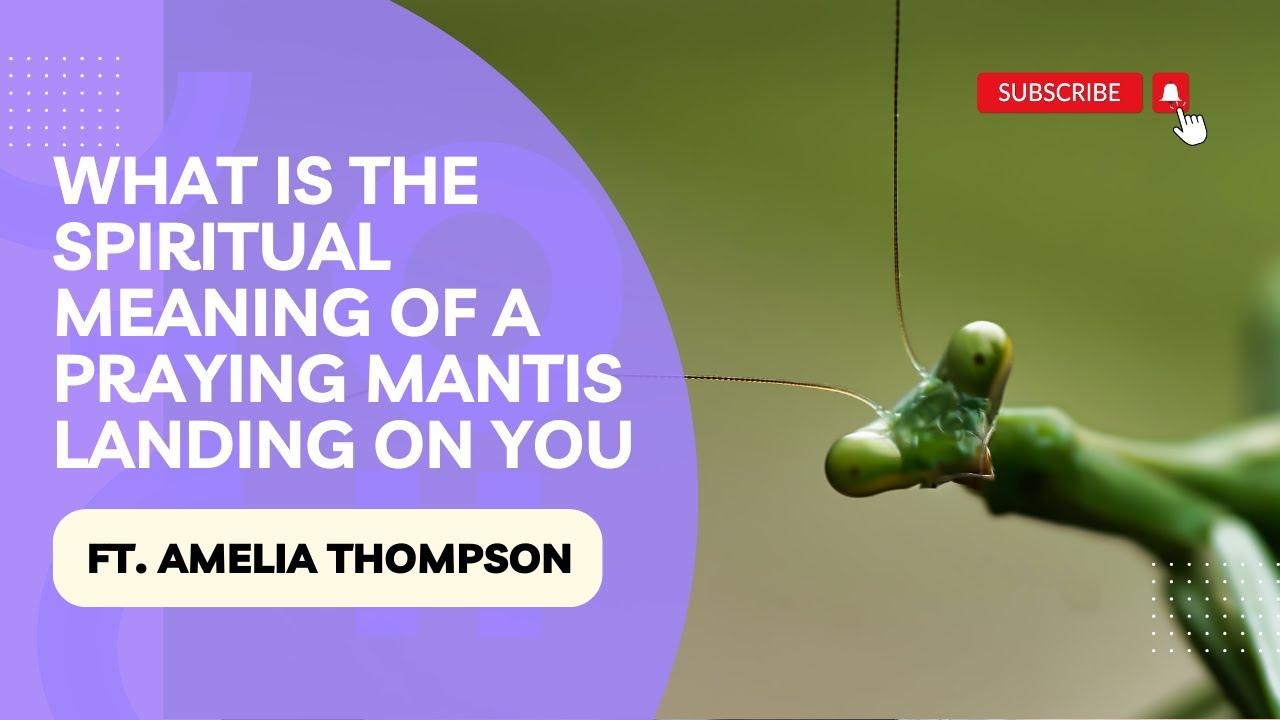What Does it Mean When a Praying Mantis Lands on You? You Won't Believe This!