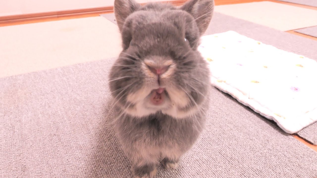 飼い主を「大きいうさぎ」と認識しているミミが全力でおしゃべりしてきて可愛かったです【No.1685】