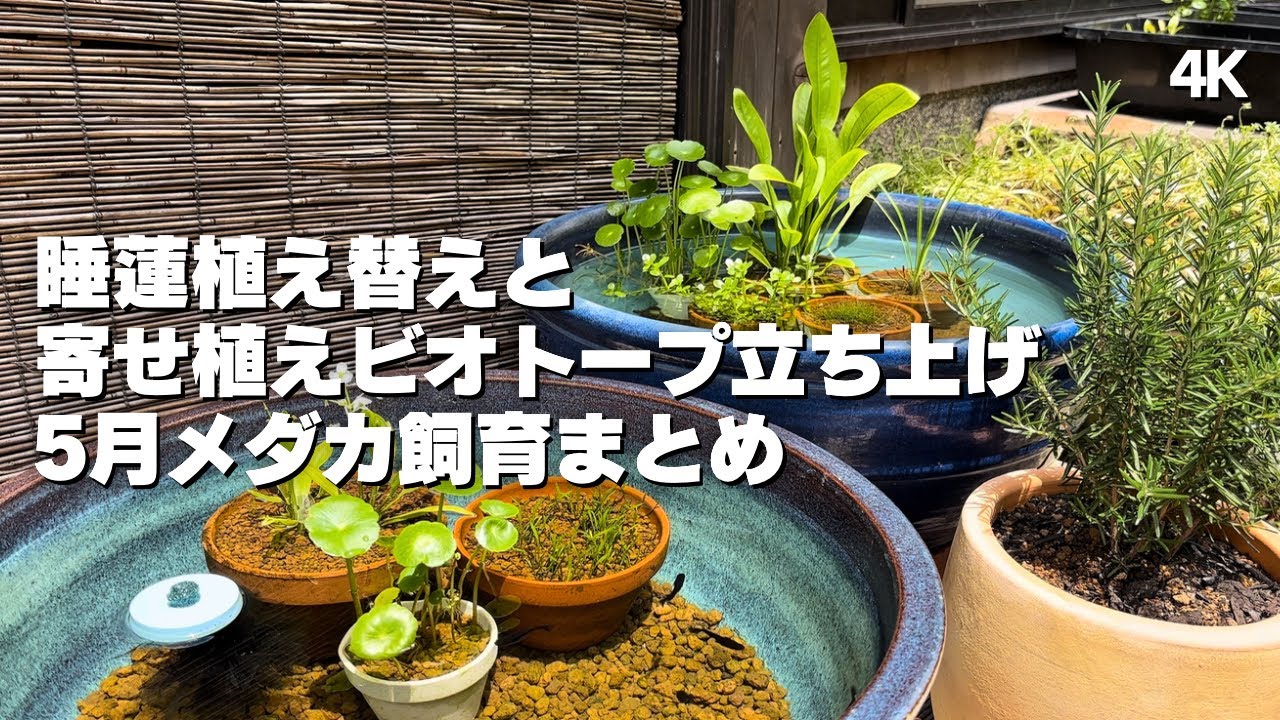 睡蓮植え替えとプラ鉢で寄せ植えビオトープ立ち上げ！5月メダカ飼育の様子をまとめました