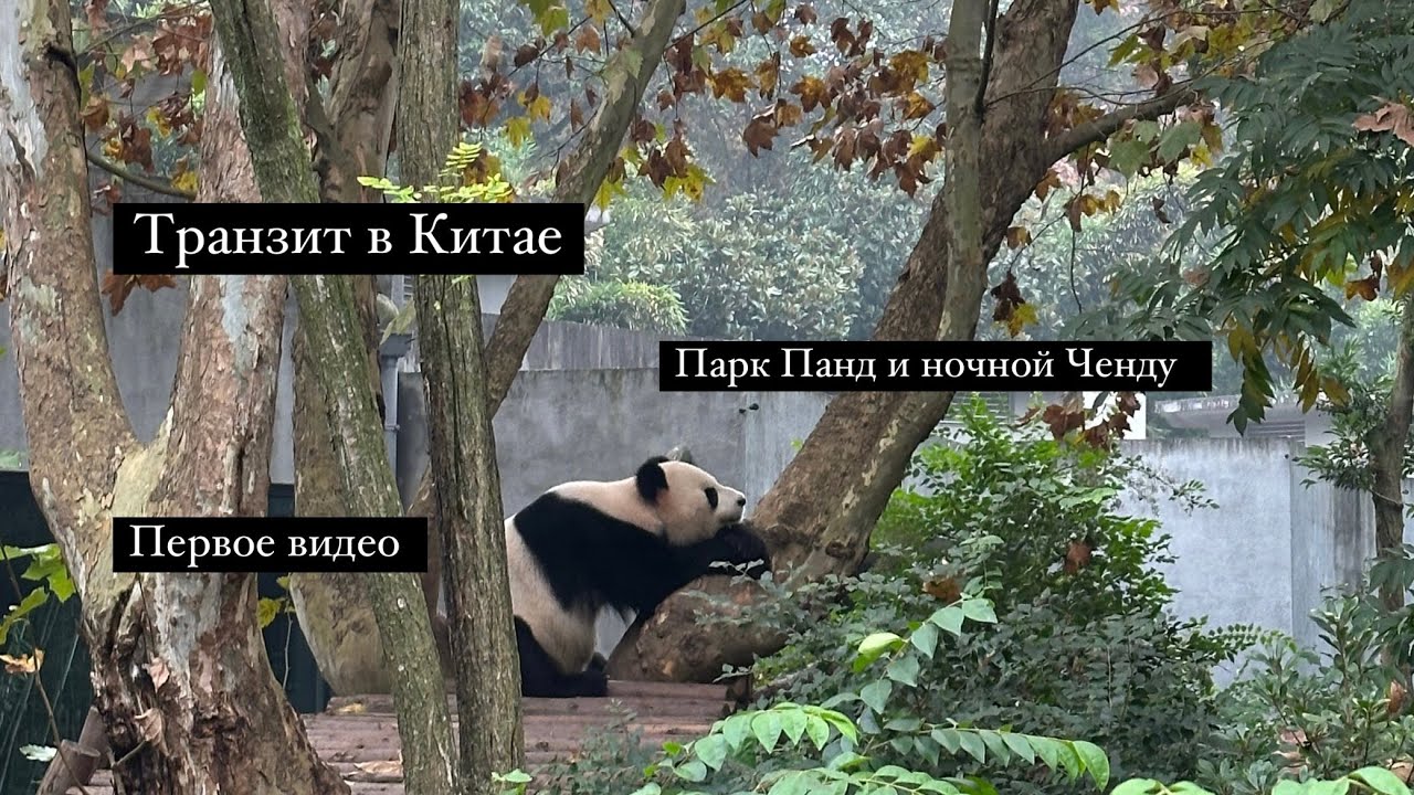 Транзит в Китае. Ночной Ченду и парк панд.
