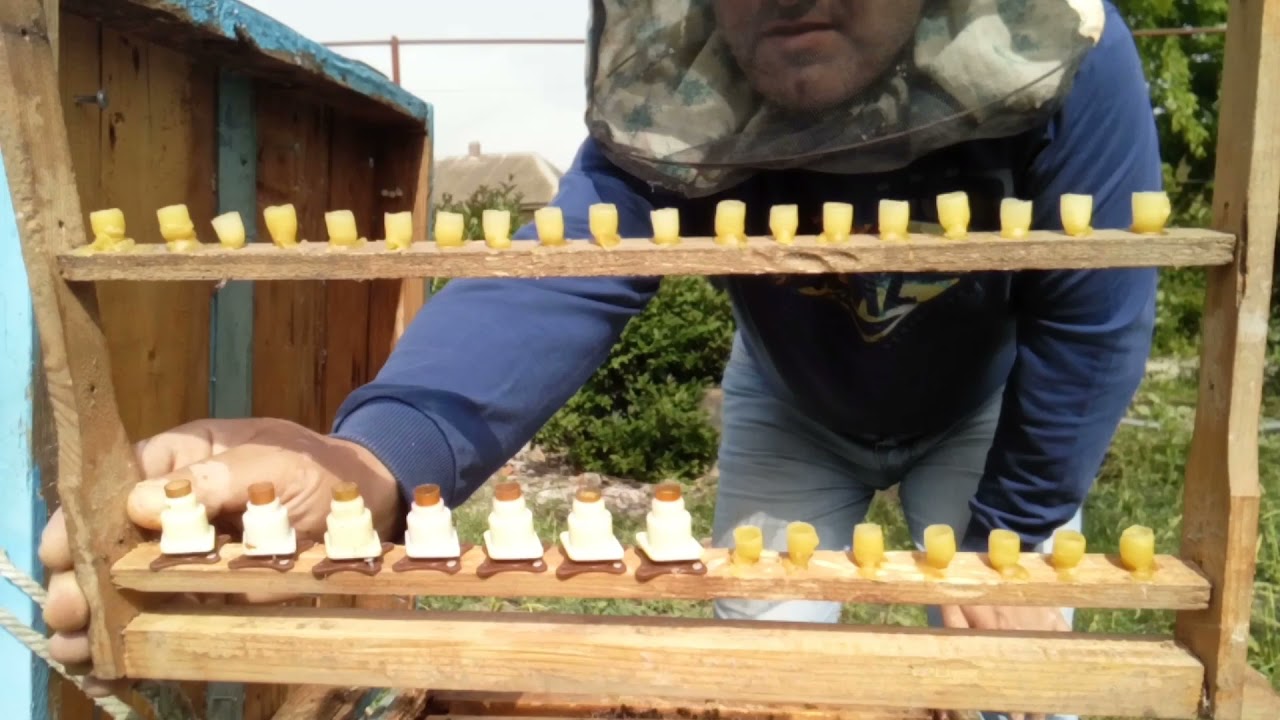Larva transferi.Ana arı yetişdirmə.