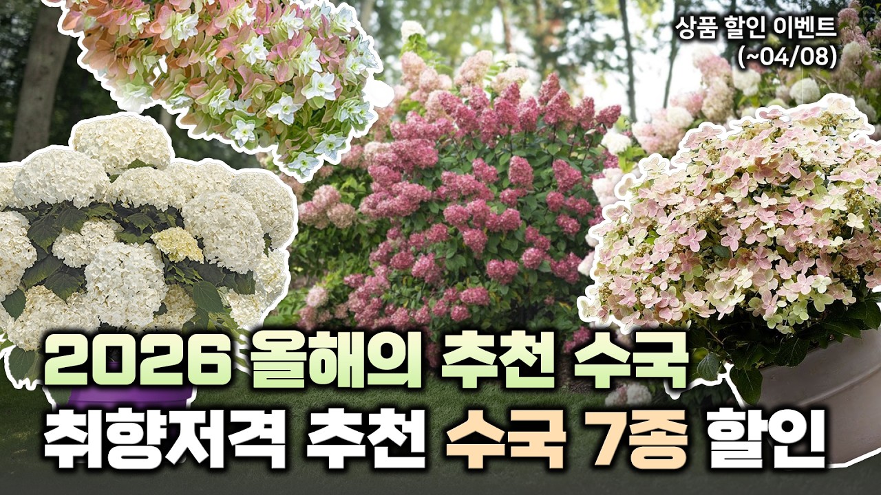 🌼2026 올해의 수국🌼 취향 저격 수국 BEST  7종‼️소개 및 할인 이벤트까지💟