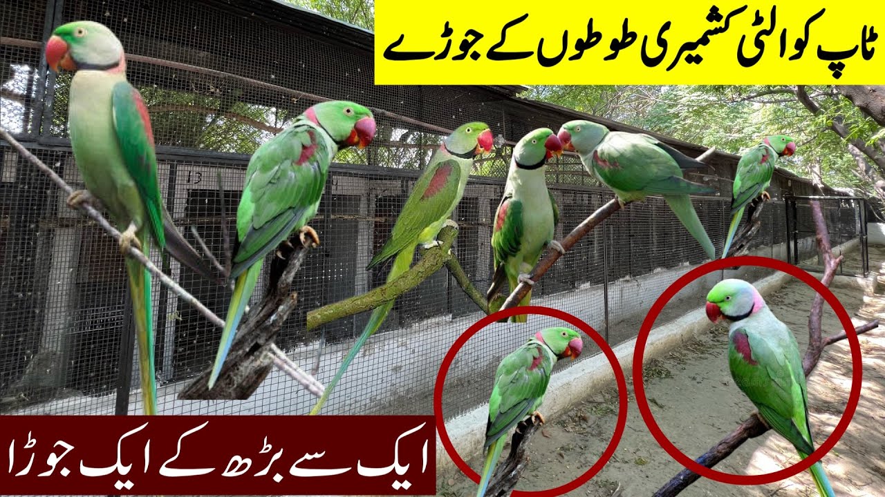Biggest Raw Parrot Setup | Alexander Parrot Setup | Kashmiri Parrot Setup | Pahari Parrot Setup