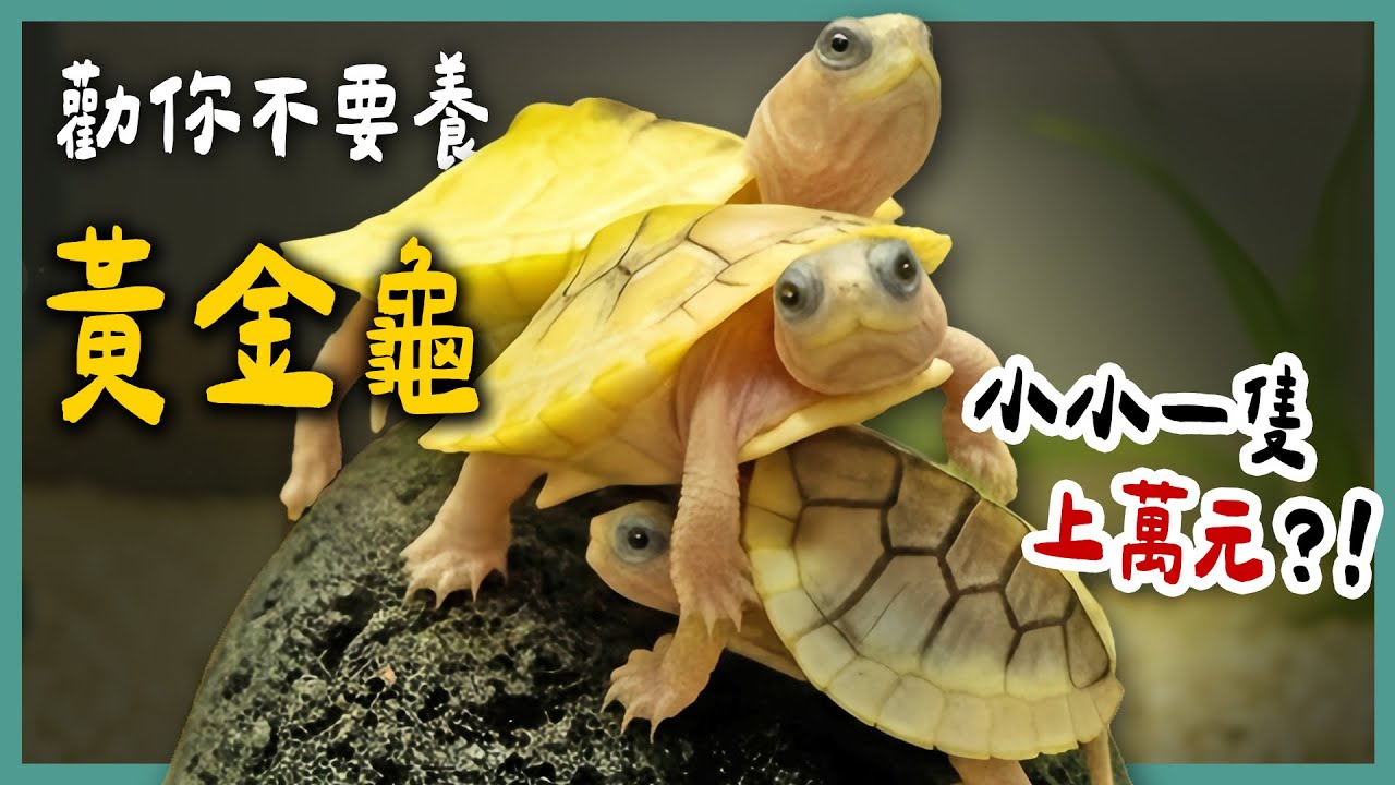 小小一隻龜就要破萬元？黃金龜是變異的巴西龜？天性暴力卻適合小朋友養？原來我對黃金龜的了解還不夠多...《勸你不要養》EP24 | 蝌蚪老師與三桃
