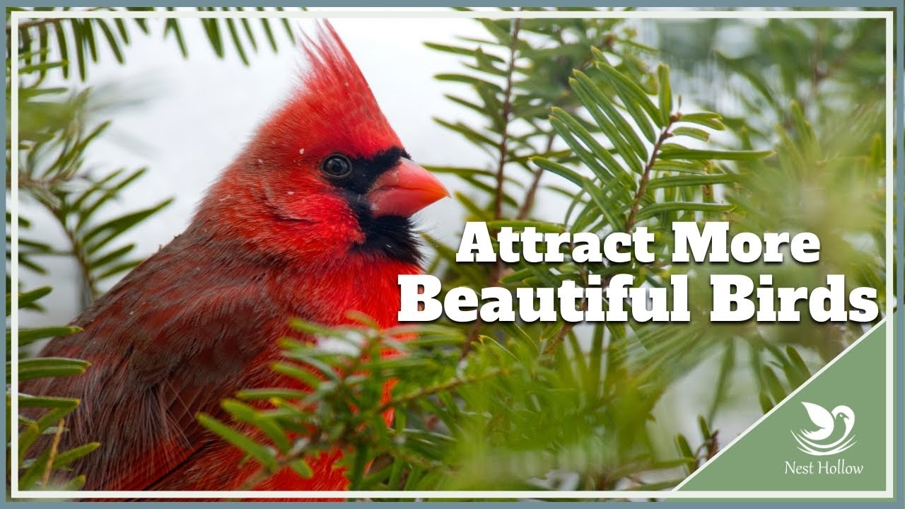 How To Choose the Right Birdseed - Attract a Beautiful Variety