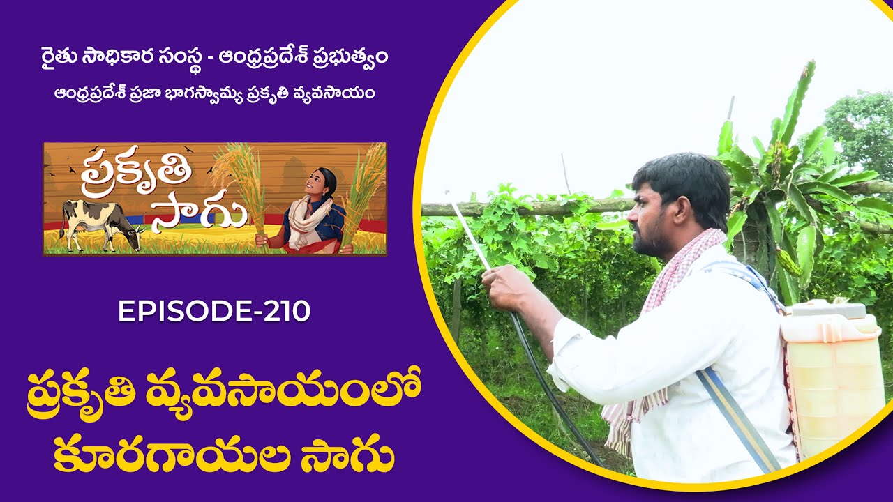 E210 | ప్రకృతి వ్యవసాయంలో కూరగాయల సాగు