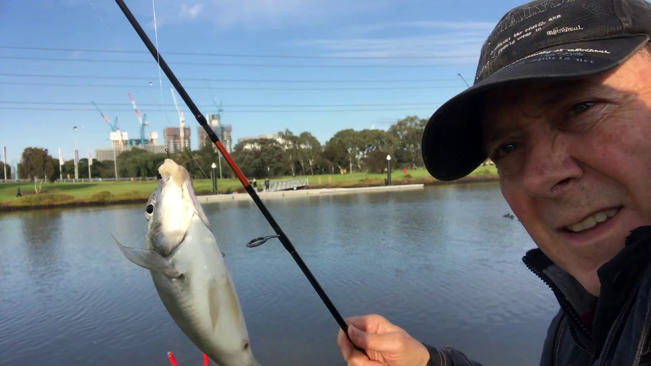 Maribyrnong river fishing, plenty of mullet and bream