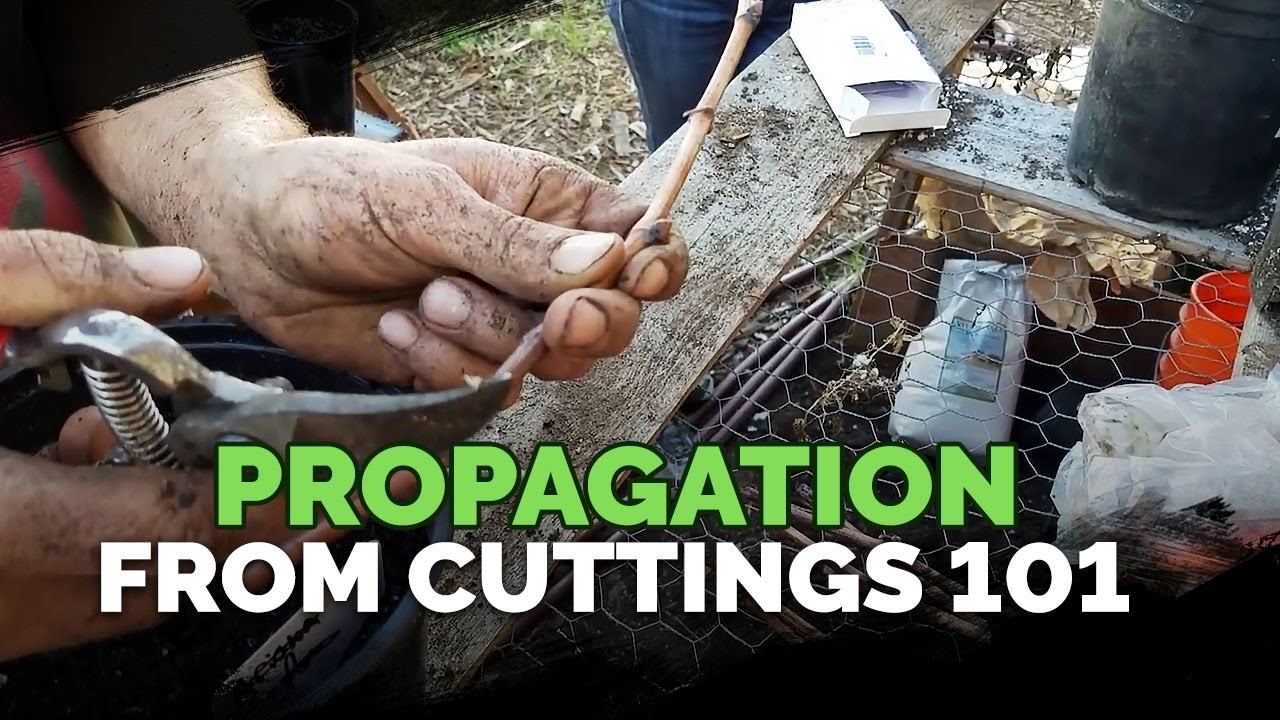 Propagating From Cuttings 101