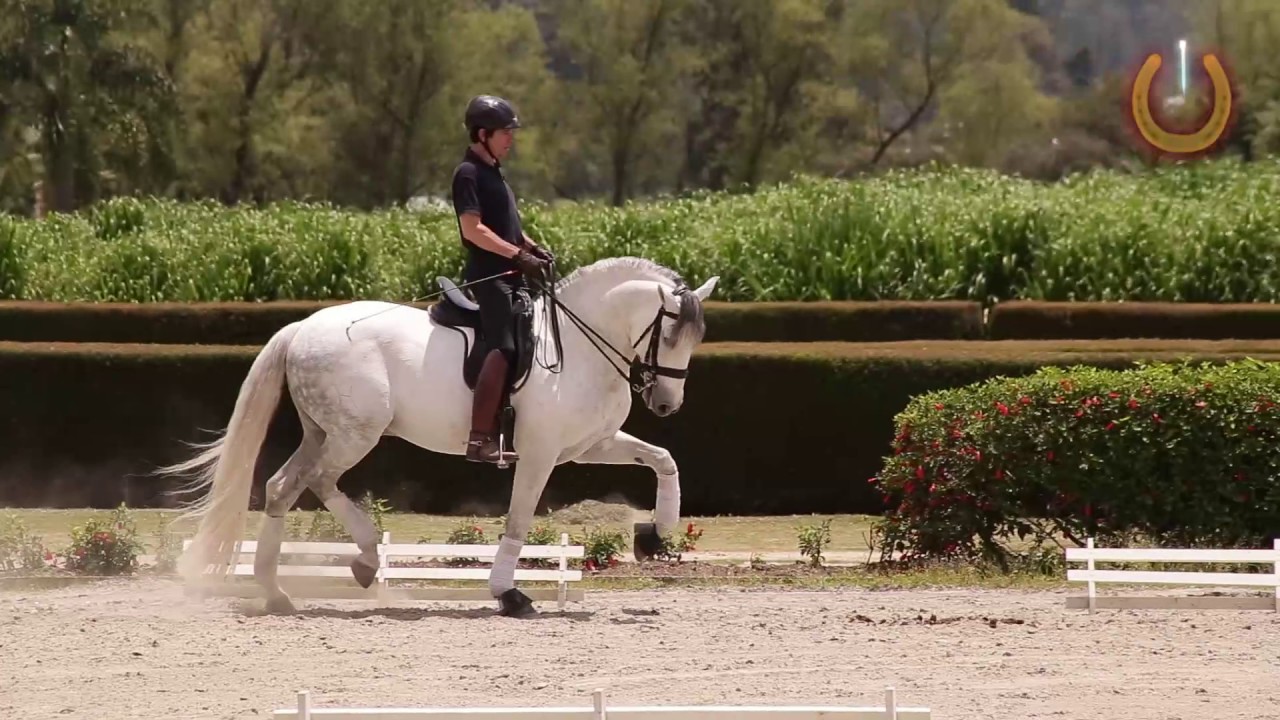 #2 AL TROTE - Preparación físico atlética: Cómo calentar adecuadamente un caballo