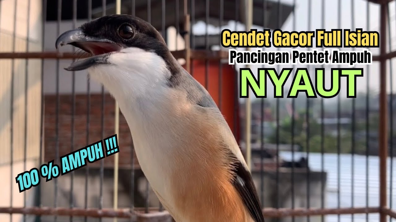 burung cendet gacor BONGKAR ISIAN JITU UNTUK PANCINGAN CENDET AGAR BUNYI jadikan BURUNG PENTET GACOR