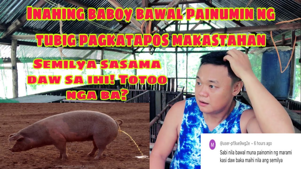 Sasama ba ang mga semilya sa ihi ng inahing baboy kapag nakainom ng maraming tubig | Ryan Patenio