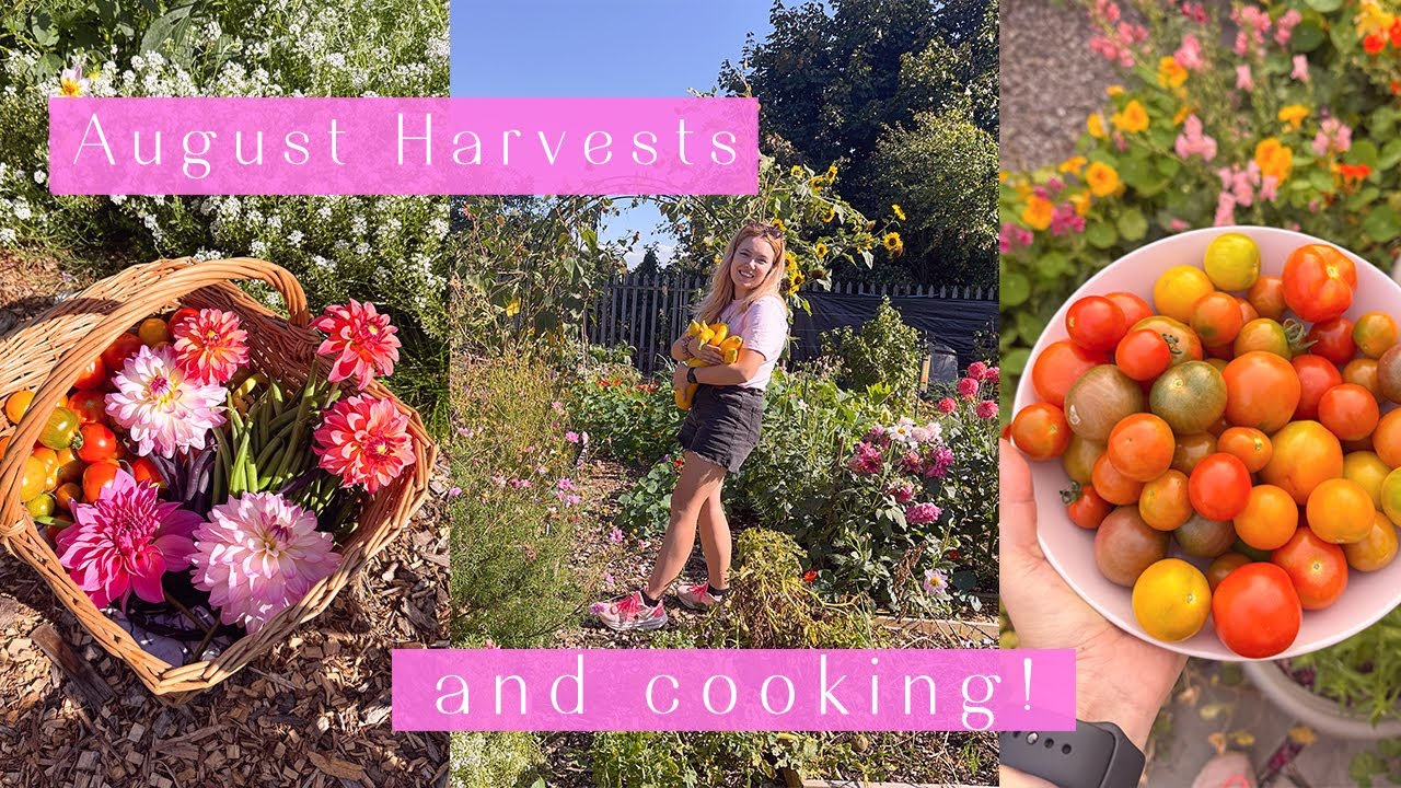 Harvesting, Cooking, Camping & An Honest Chat 🍅 Allotment Vlog Ep.72 🌸