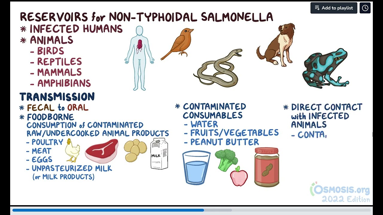 Salmonella (non-typhoidal)