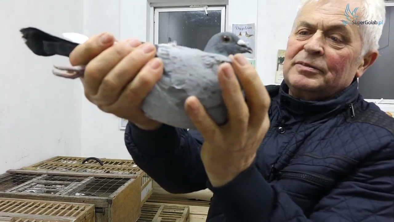 Józef Grega   Gołębie na sprzedaż