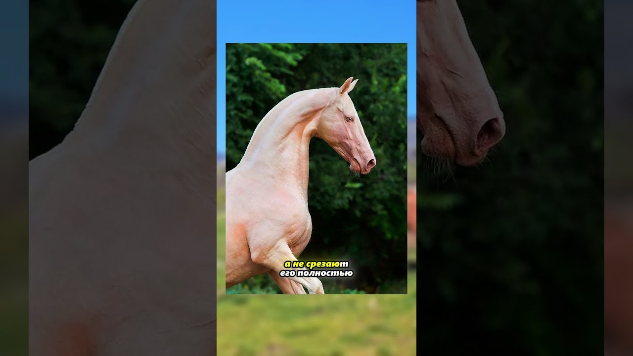 Why do horses need their tails trimmed?