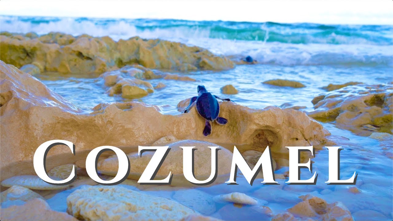 So Many Things to do in Cozumel Mexico! | Mayan Bees and Baby Turtles