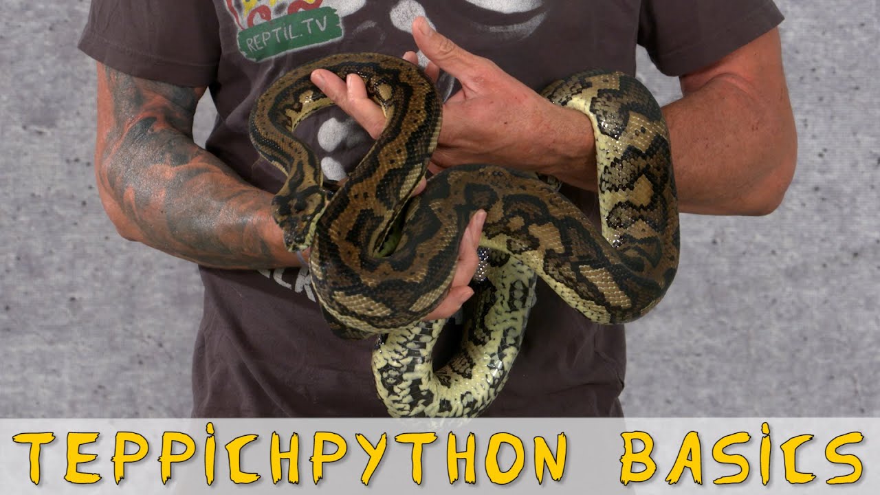 Reptil TV - Folge 95 - Teppichpython / Carpet Python Basics