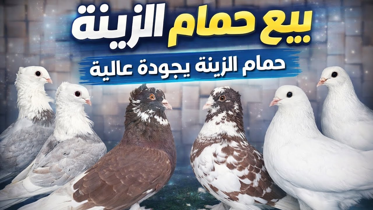 💎🐦 حمام الزينة الأصلي | جمال - صحة - جودة عالية 👌