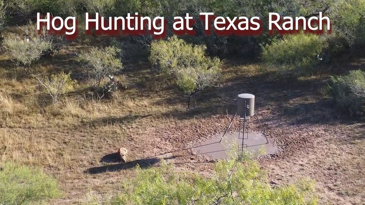 Texas Hog hunting on the ranch