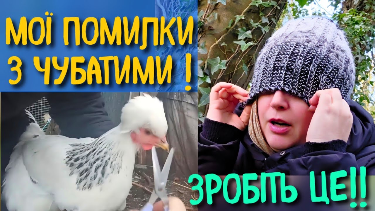ЧУБАТІ КУРИ ГИНУТЬ ЧЕРЕЗ ЦЕ! НАВІЩО СТРИГТИ ЧУБИ КУРЯМ? МІЙ ДОСВІД І ПОМИЛКИ НА ПОДВІР'Ї В УКРАЇНІ 