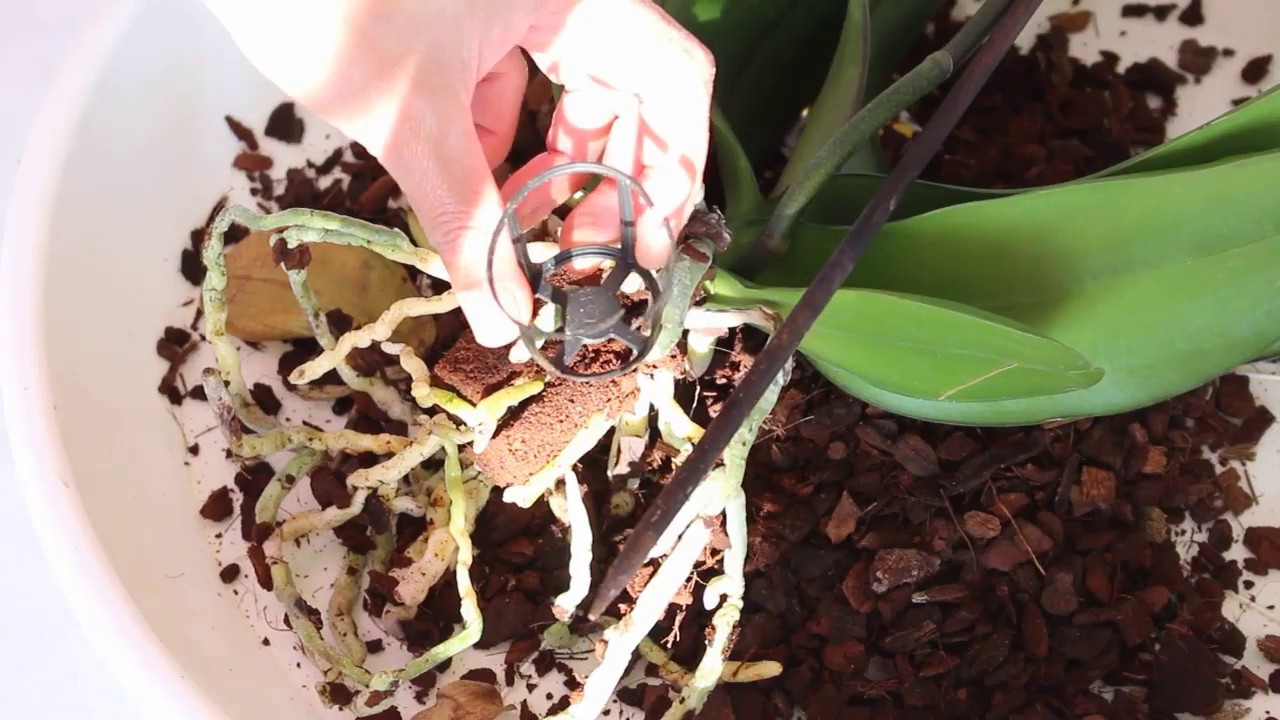 Orchidée:Pourquoi mes fleurs de phalaenopsis fanent déjà?