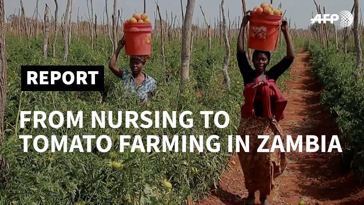 Zambia: 