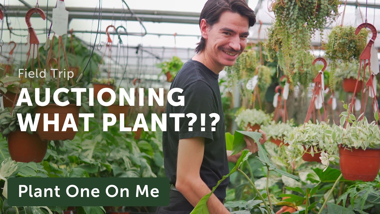 WOW! What Steve's Leaves is GROWING & AUCTIONING! — Ep. 288