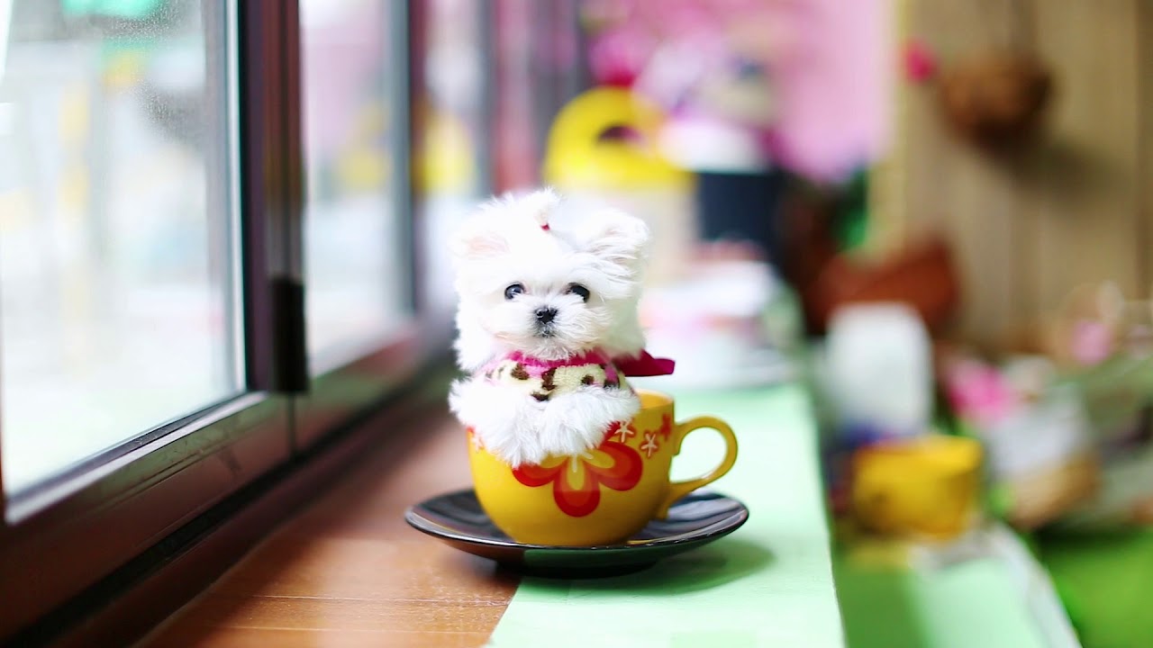 Fabulous micro Maltese puppy